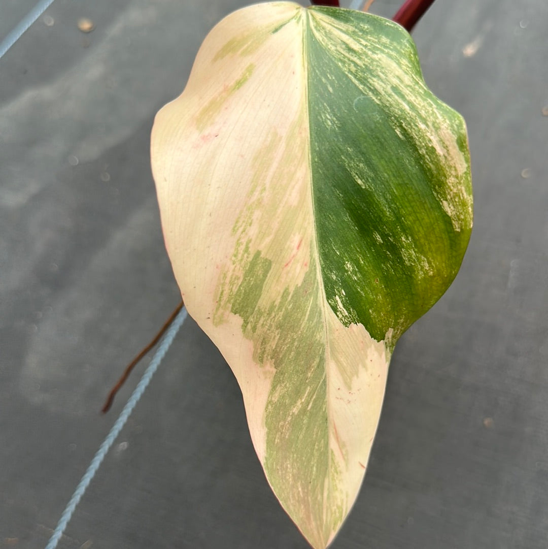 Philodendron Strawberry Shake