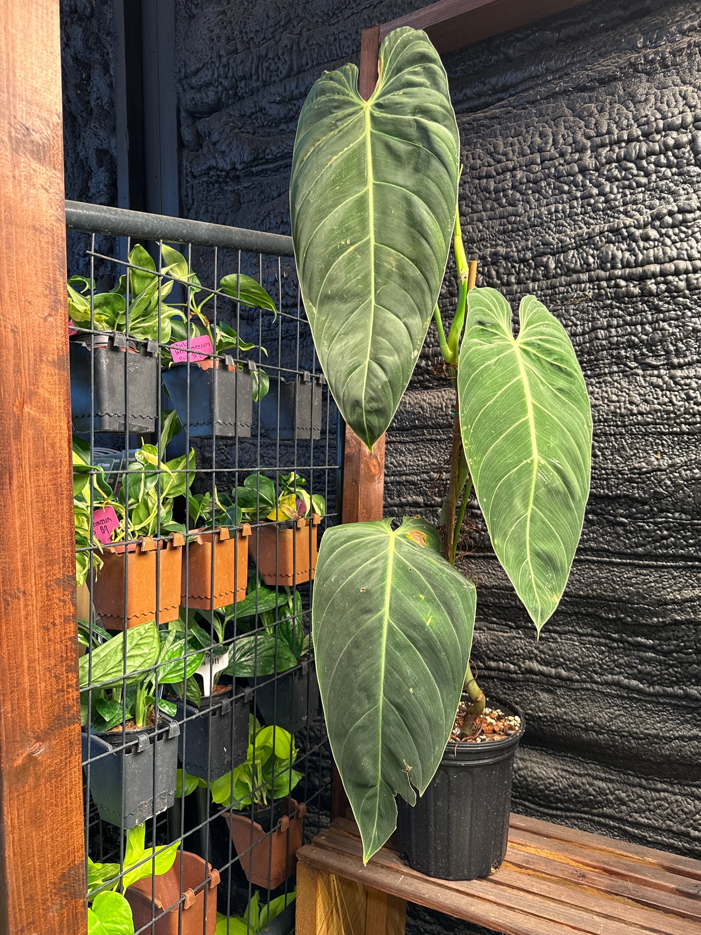 Philodendron Melanochrysum LG