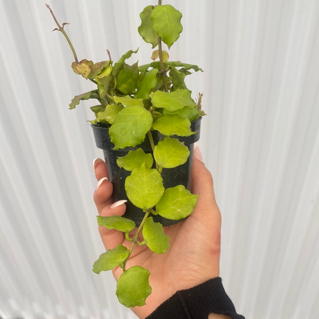 Hoya Endauensis