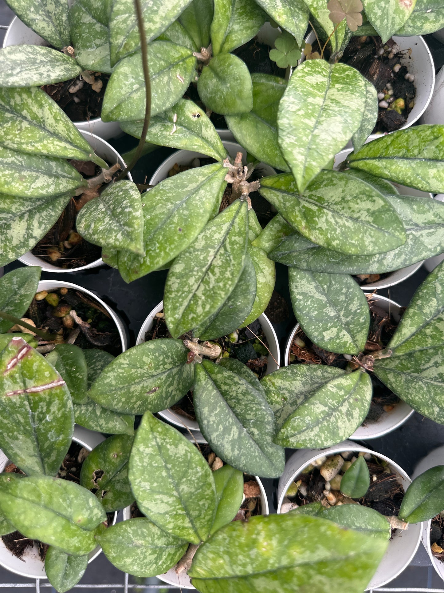 Hoya Crassipetiolata Splash