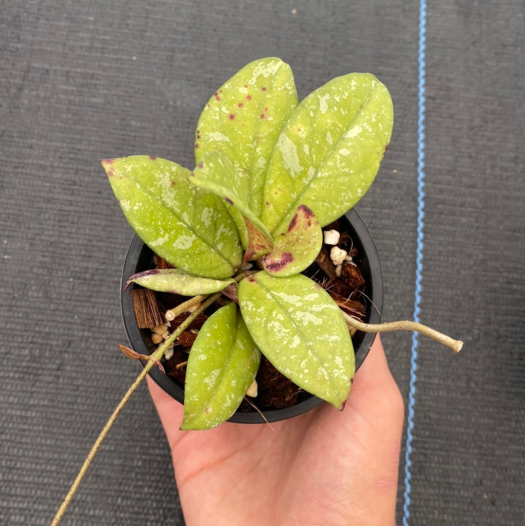 Hoya Crassipetiolata Splash (small)