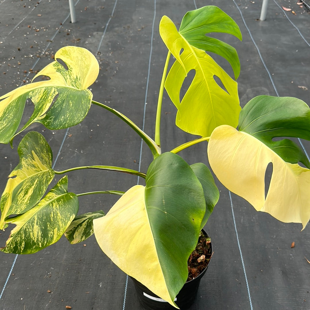 Monstera Deliciosa Aurea
