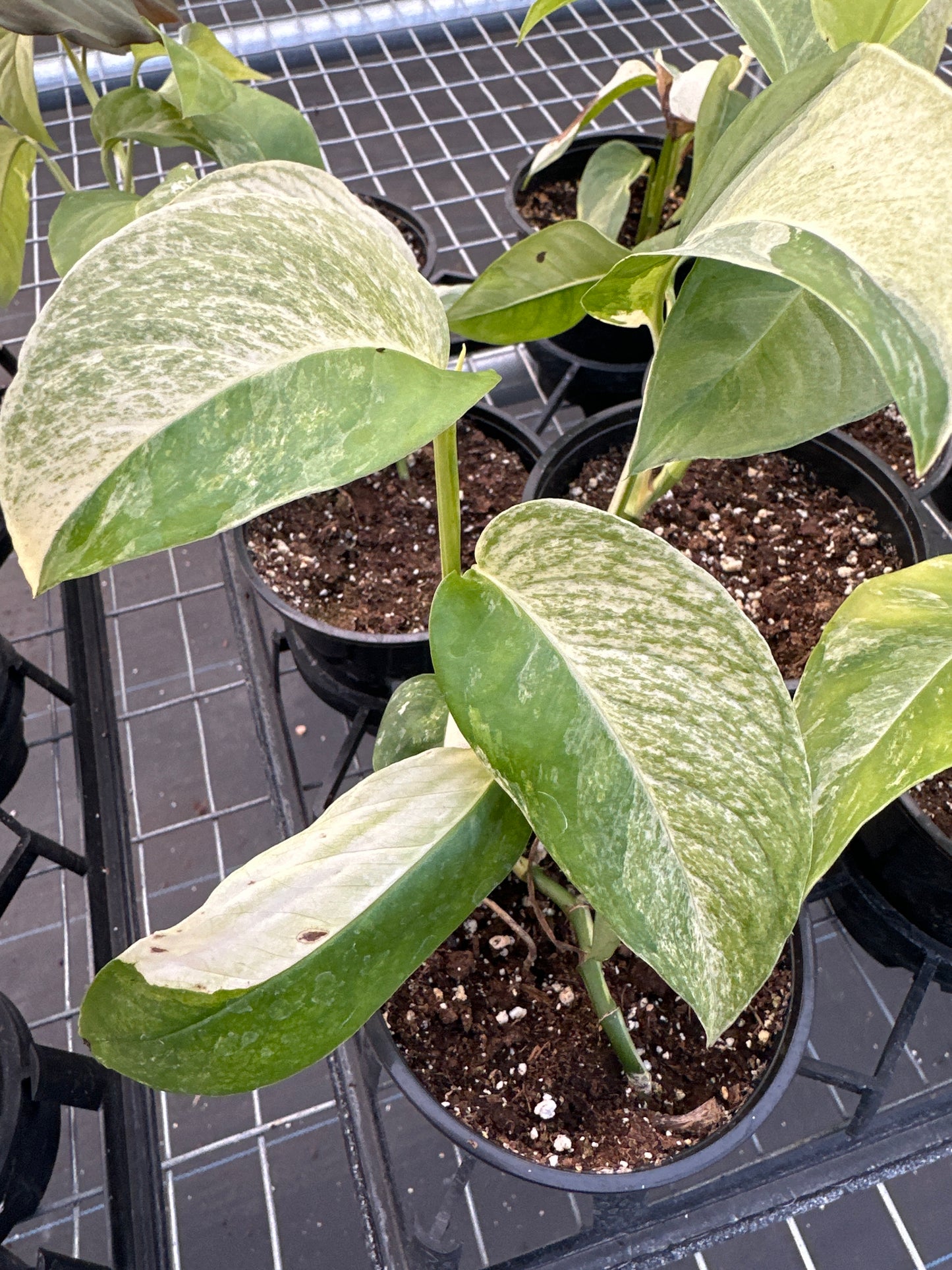 Monstera Laniata