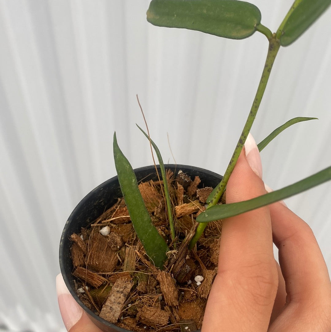 Hoya Pandurata