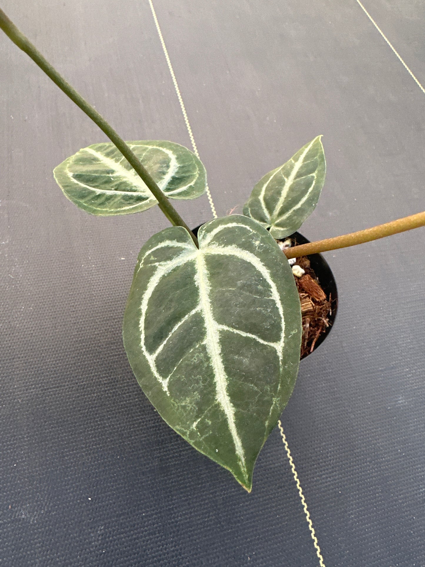 Anthurium Crystallinum