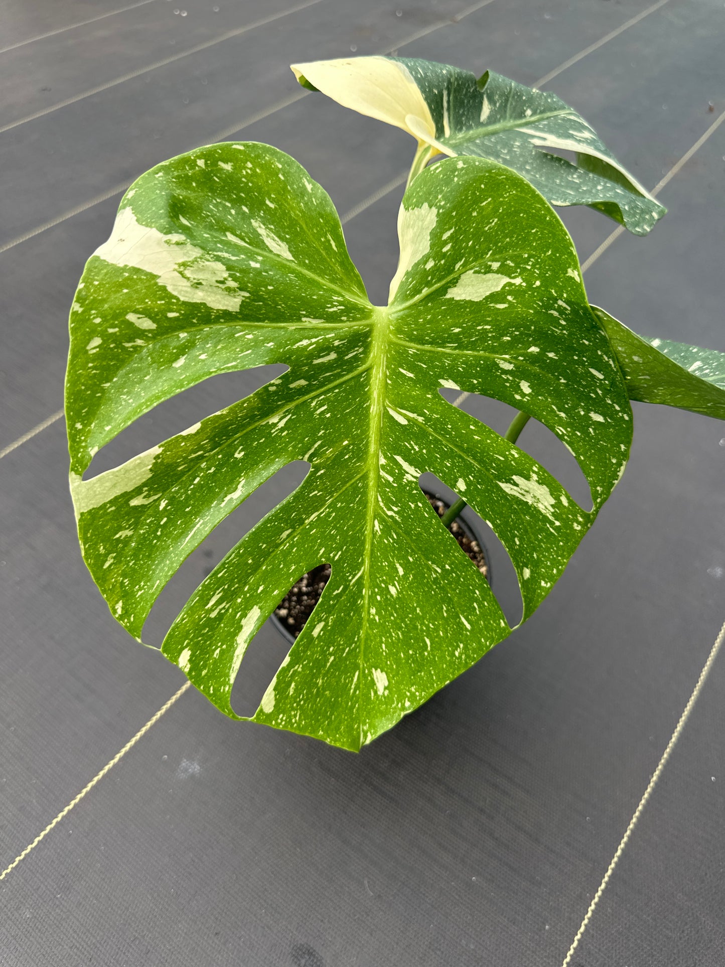 Monstera Thai constellation