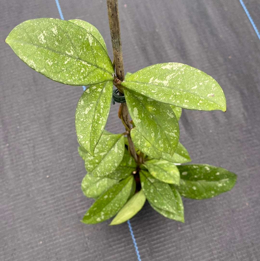Hoya Crassipetiolata Splash