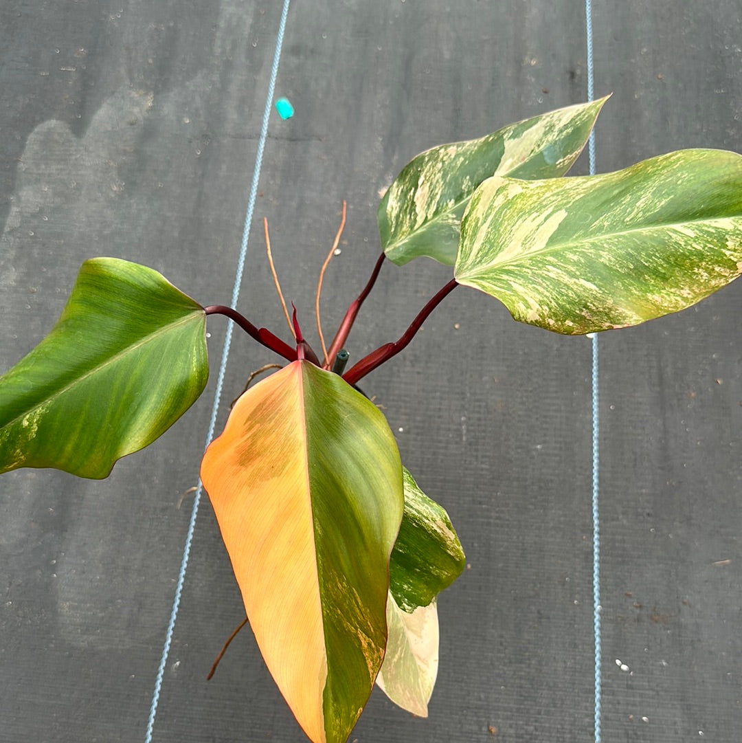 Philodendron Strawberry Shake