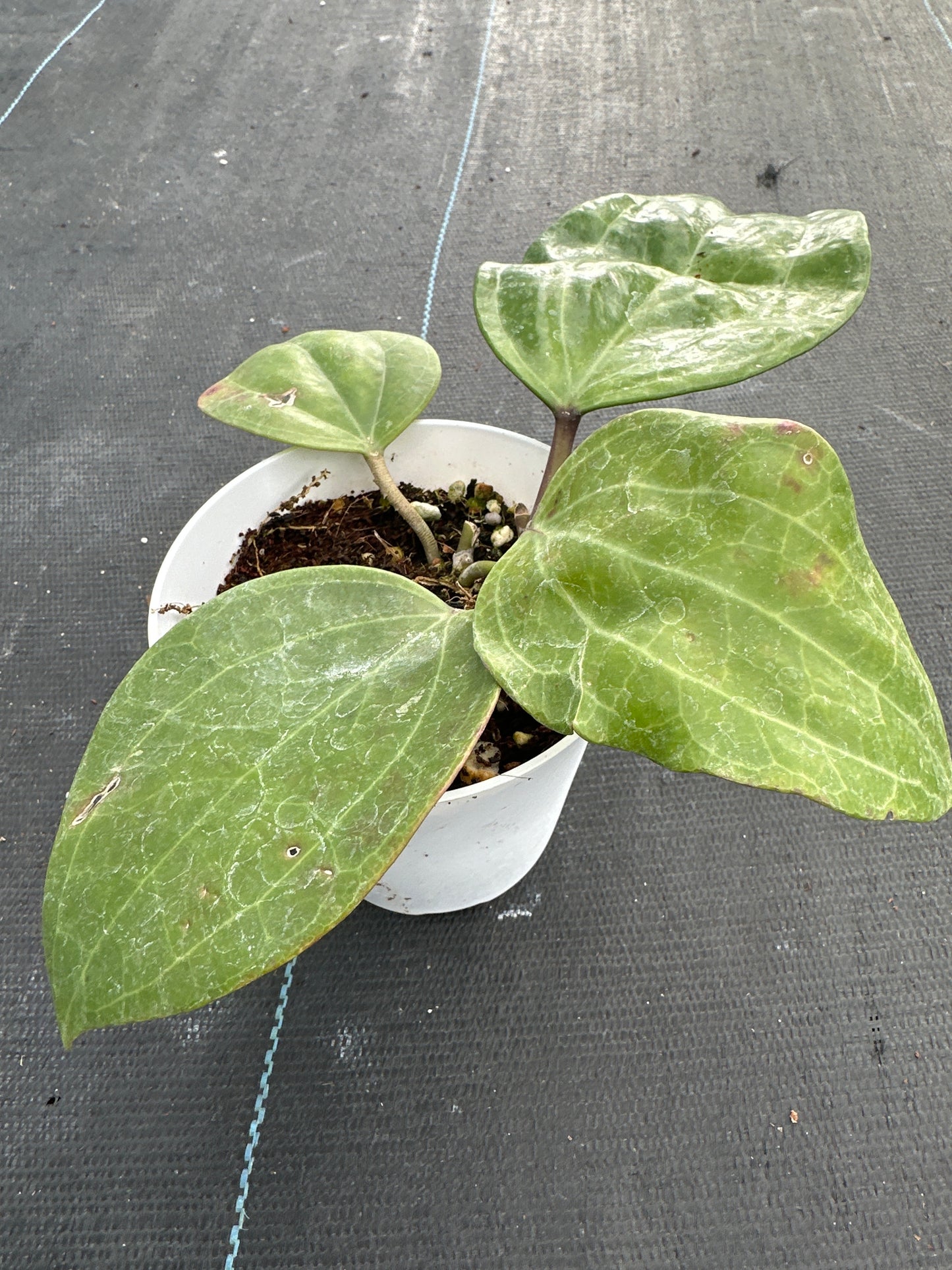 Hoya Sarawak