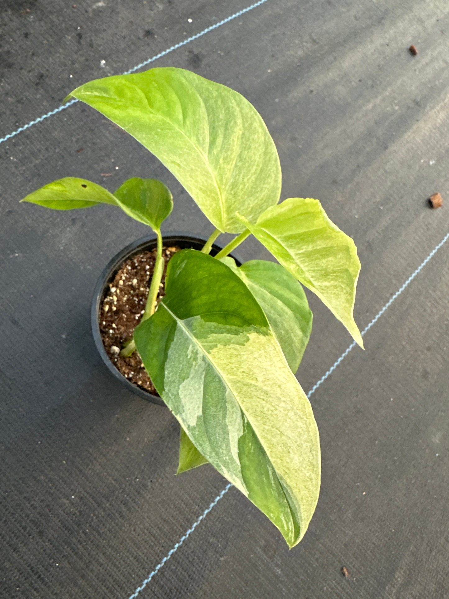 Monstera Laniata