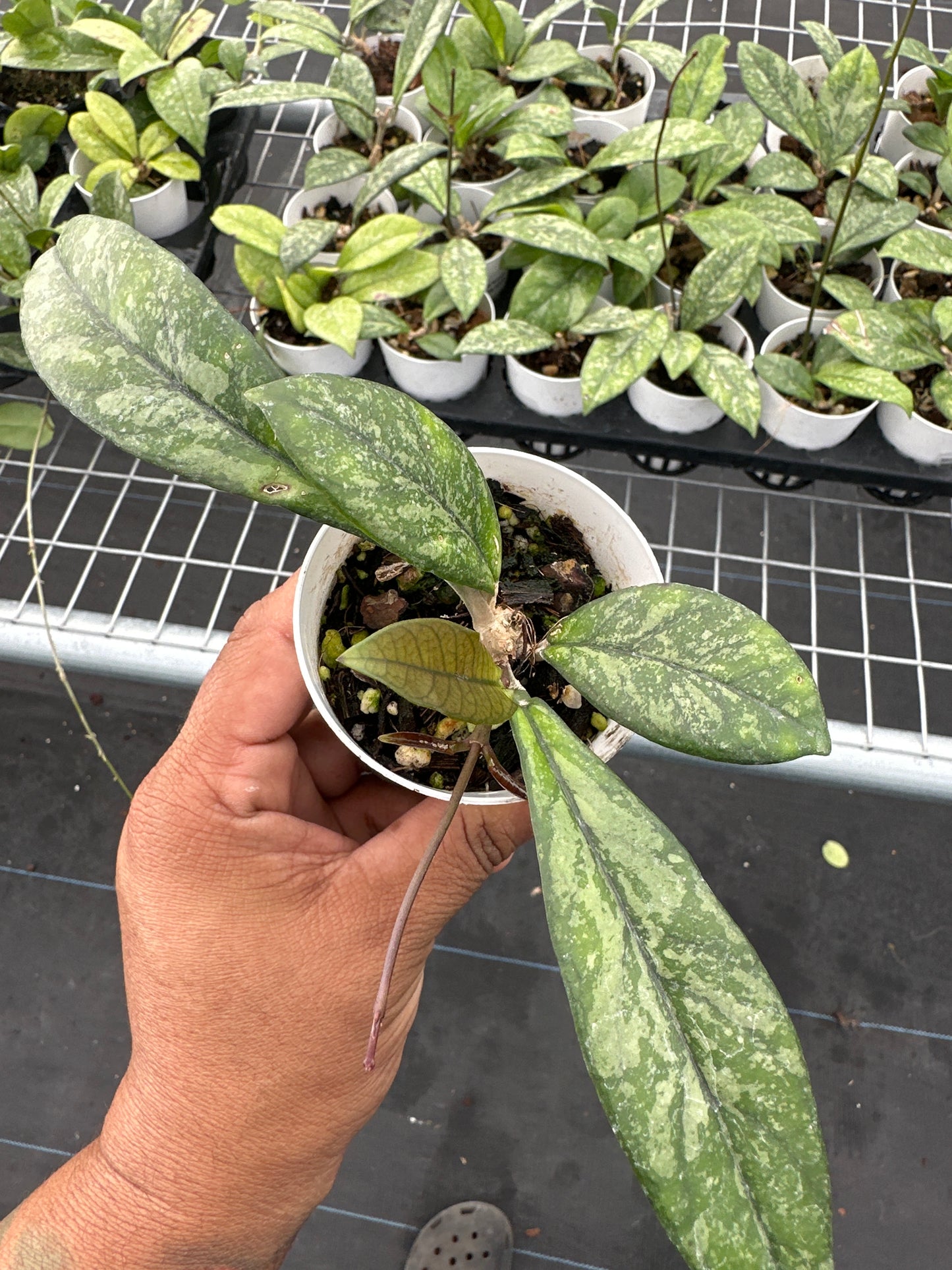 Hoya Crassipetiolata Splash