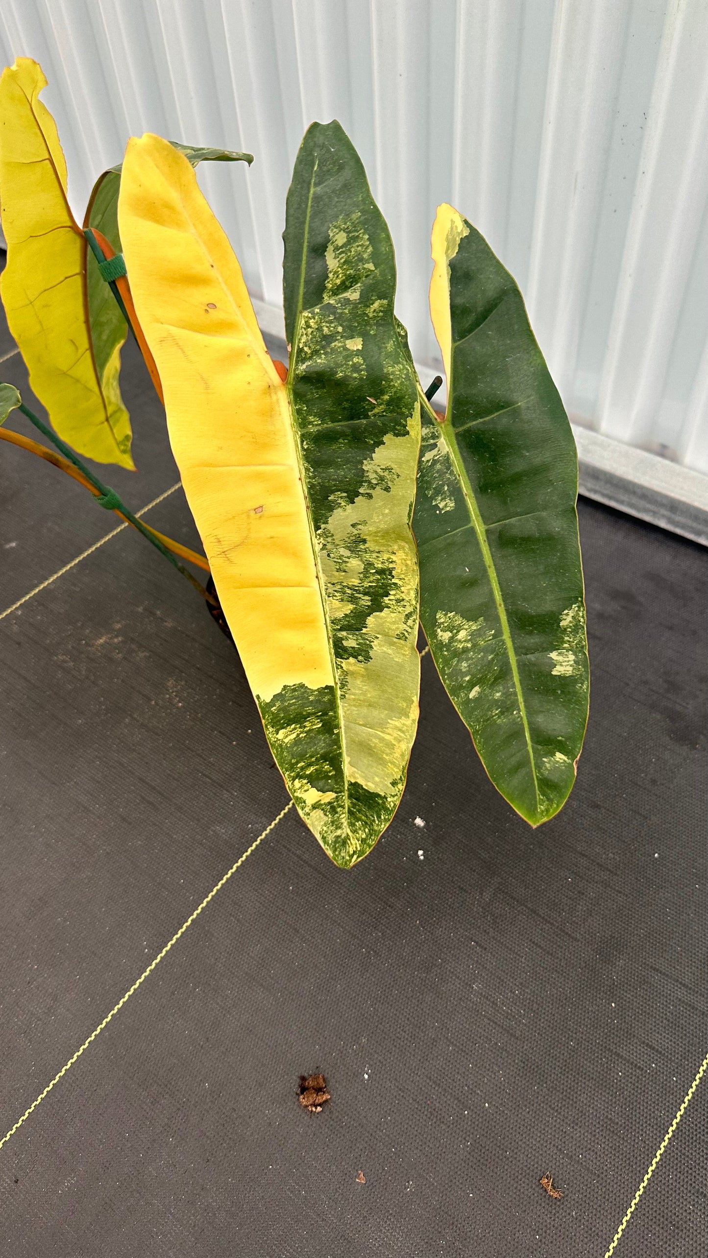 Philodendron Billitae Variegated