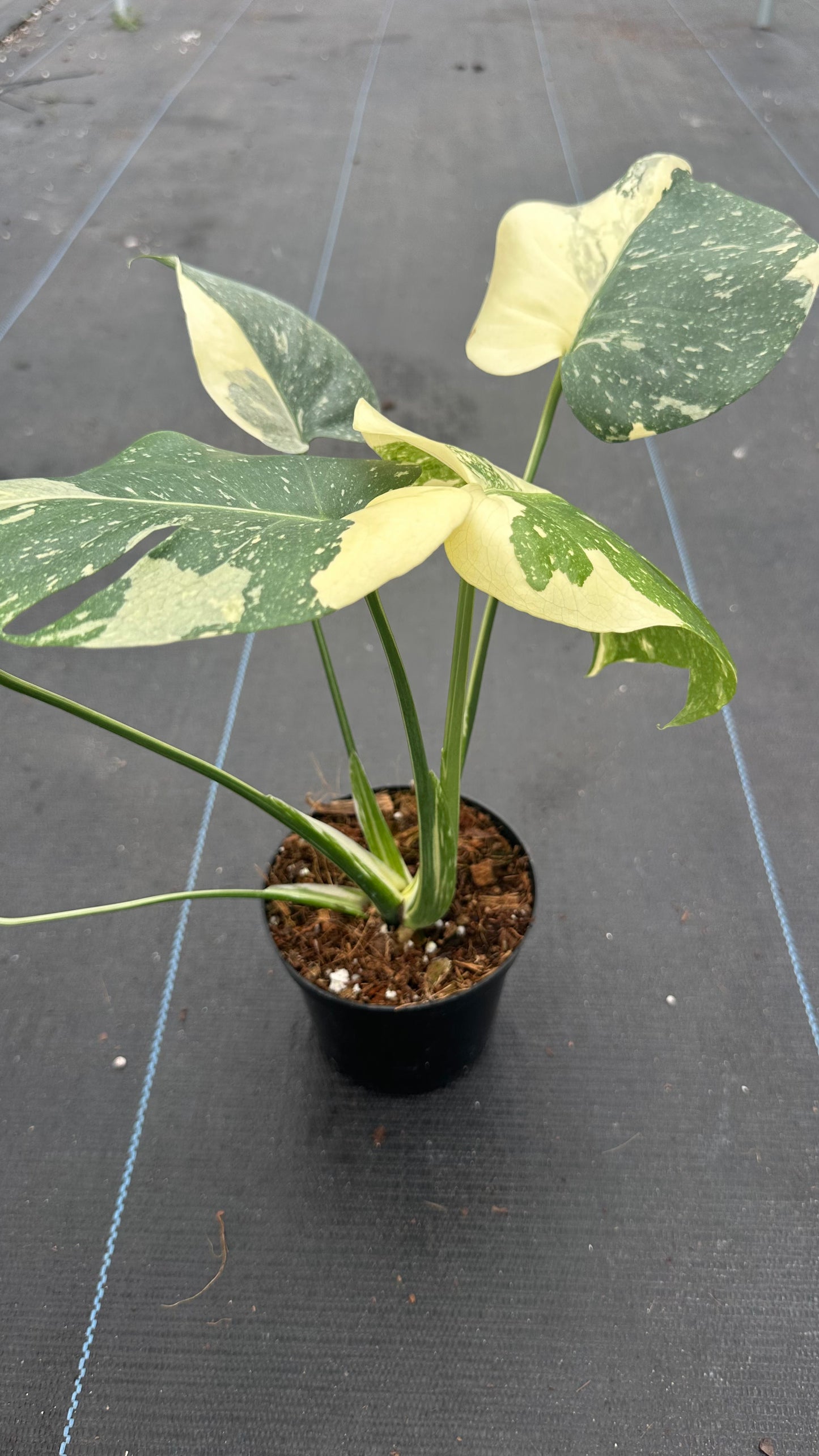 Monstera Thai Con Creme Brulee