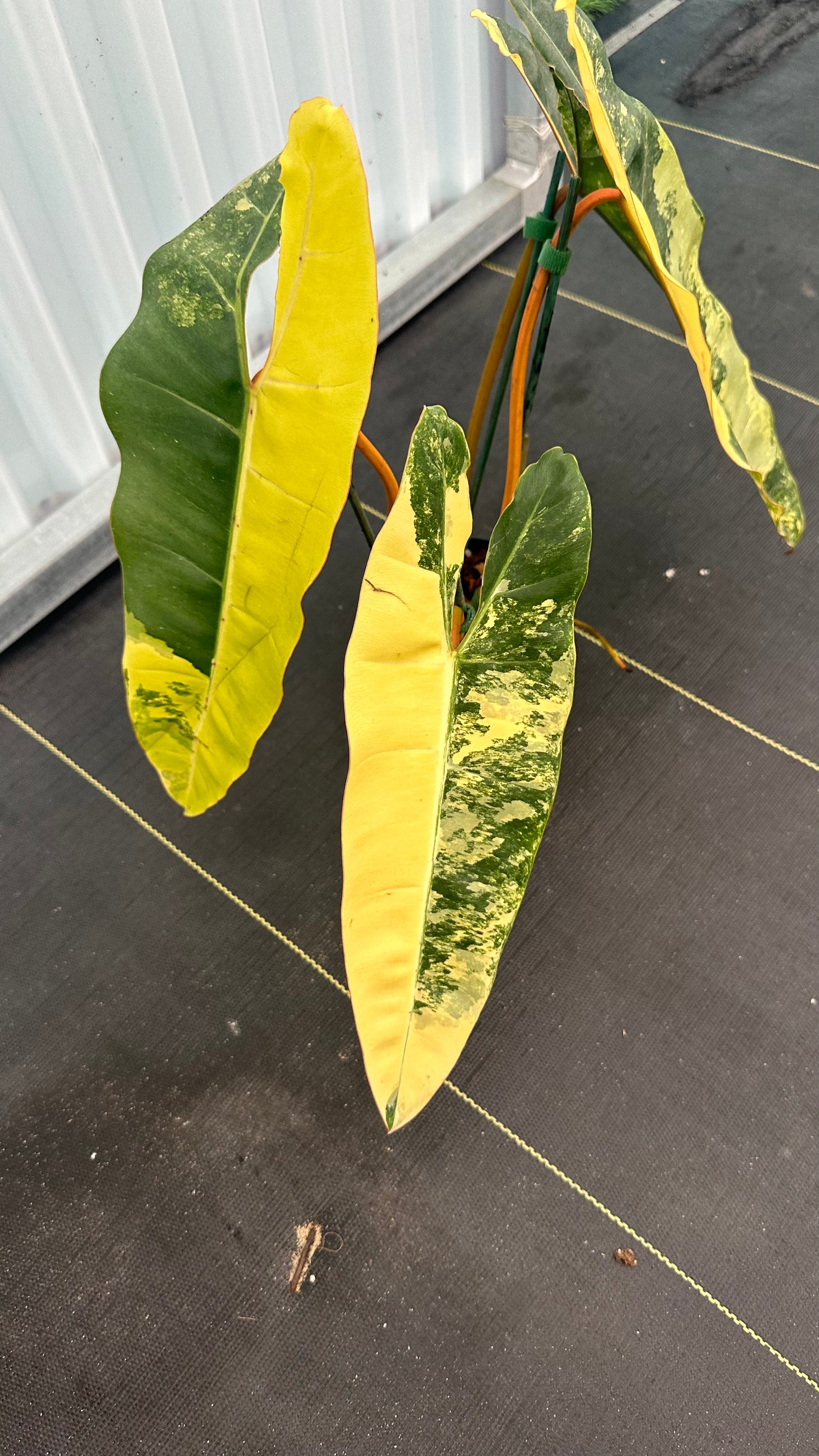 Philodendron Billitae Variegated