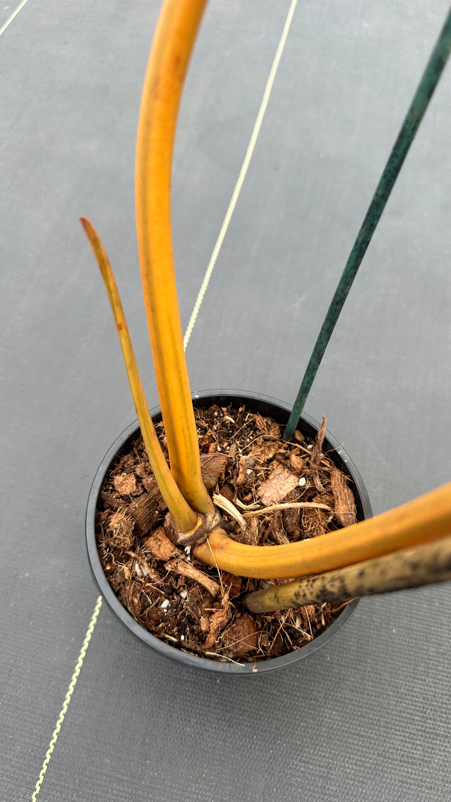 Philodendron Billitae variegated