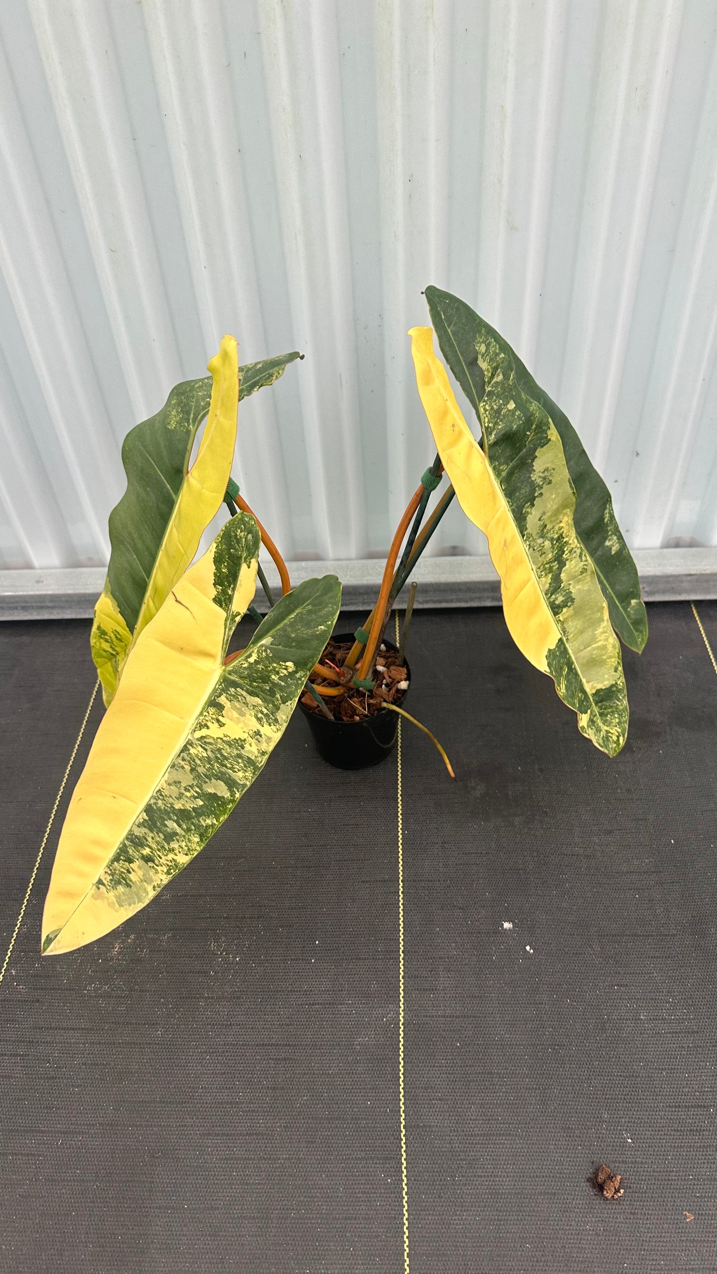 Philodendron Billitae Variegated