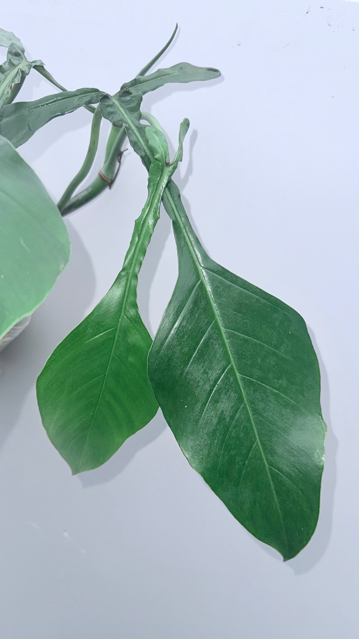 Philodendron Joepii