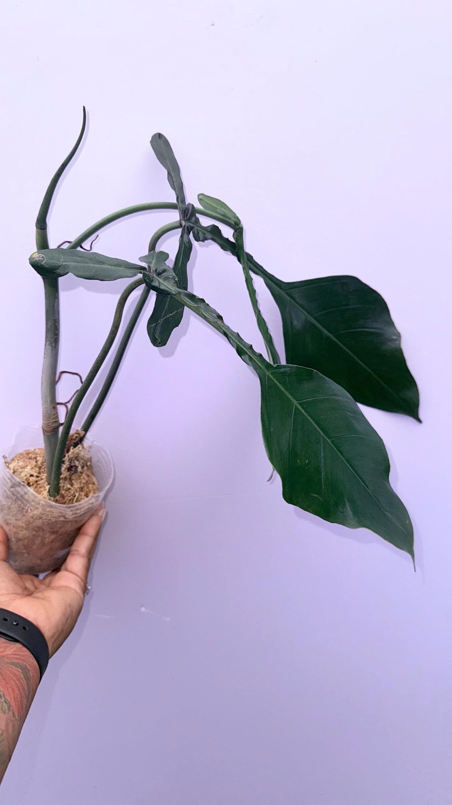 Philodendron Joepii