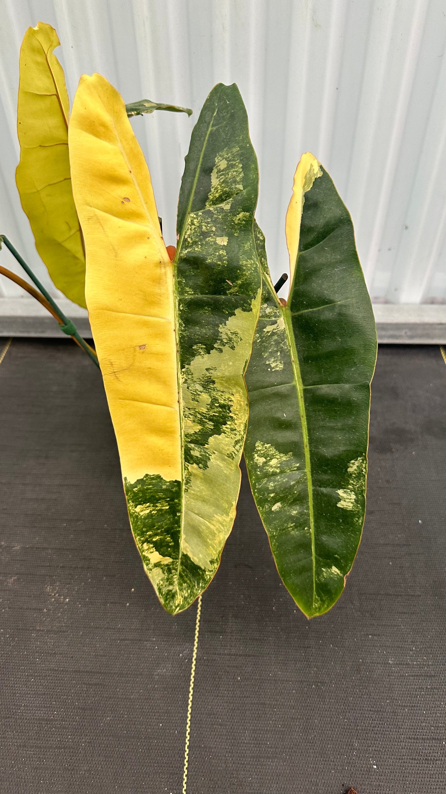 Philodendron Billitae Variegated