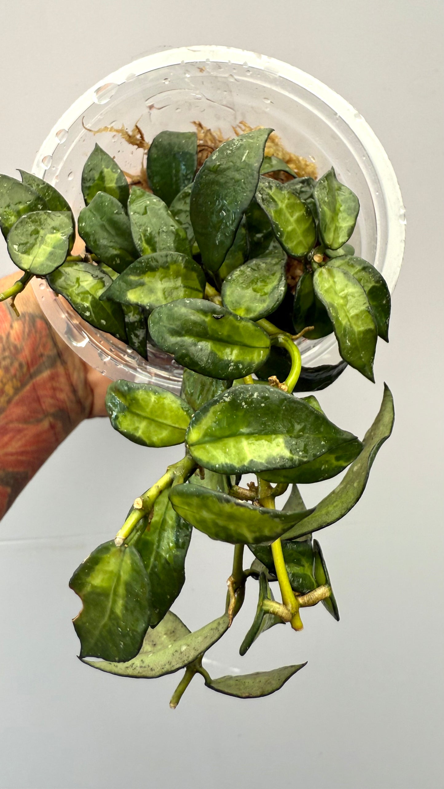 Hoya Lacunosa Golden Flame