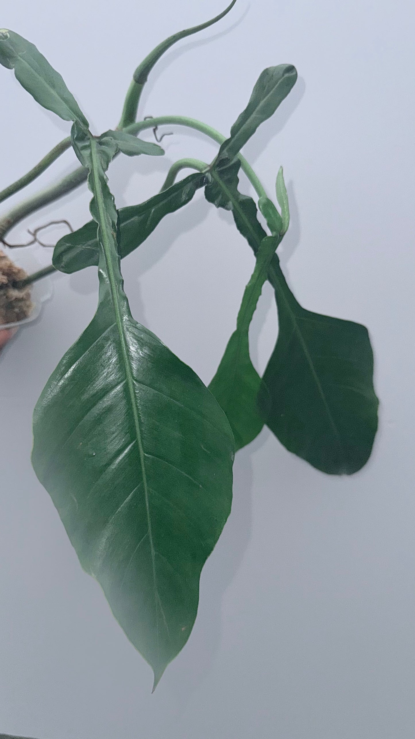 Philodendron Joepii