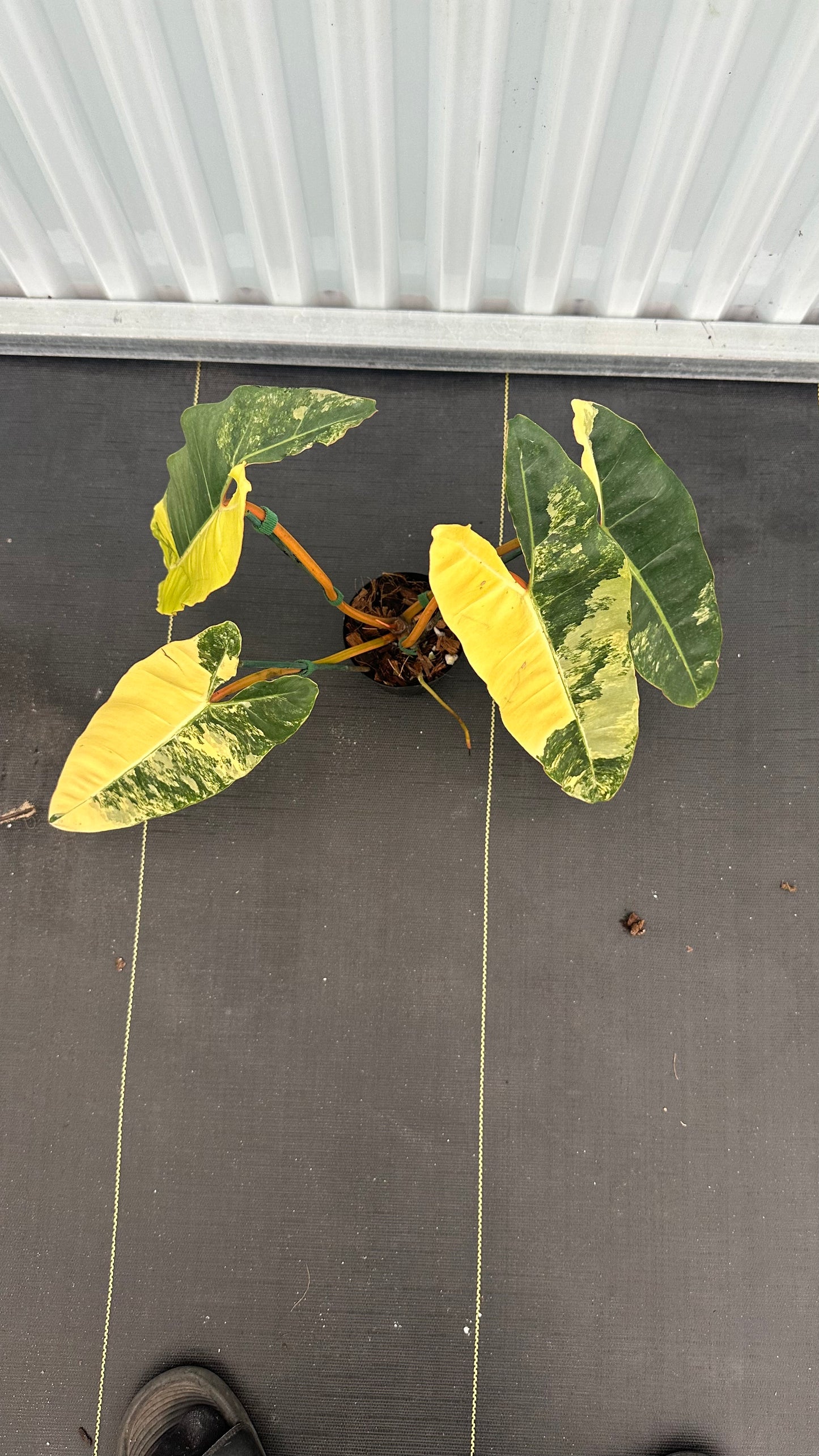 Philodendron Billitae Variegated