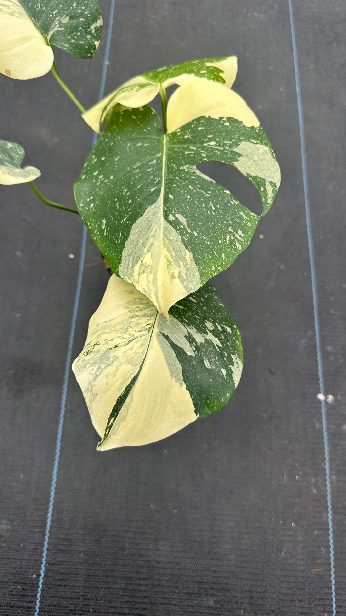 Monstera Thai Con Creme Brulee