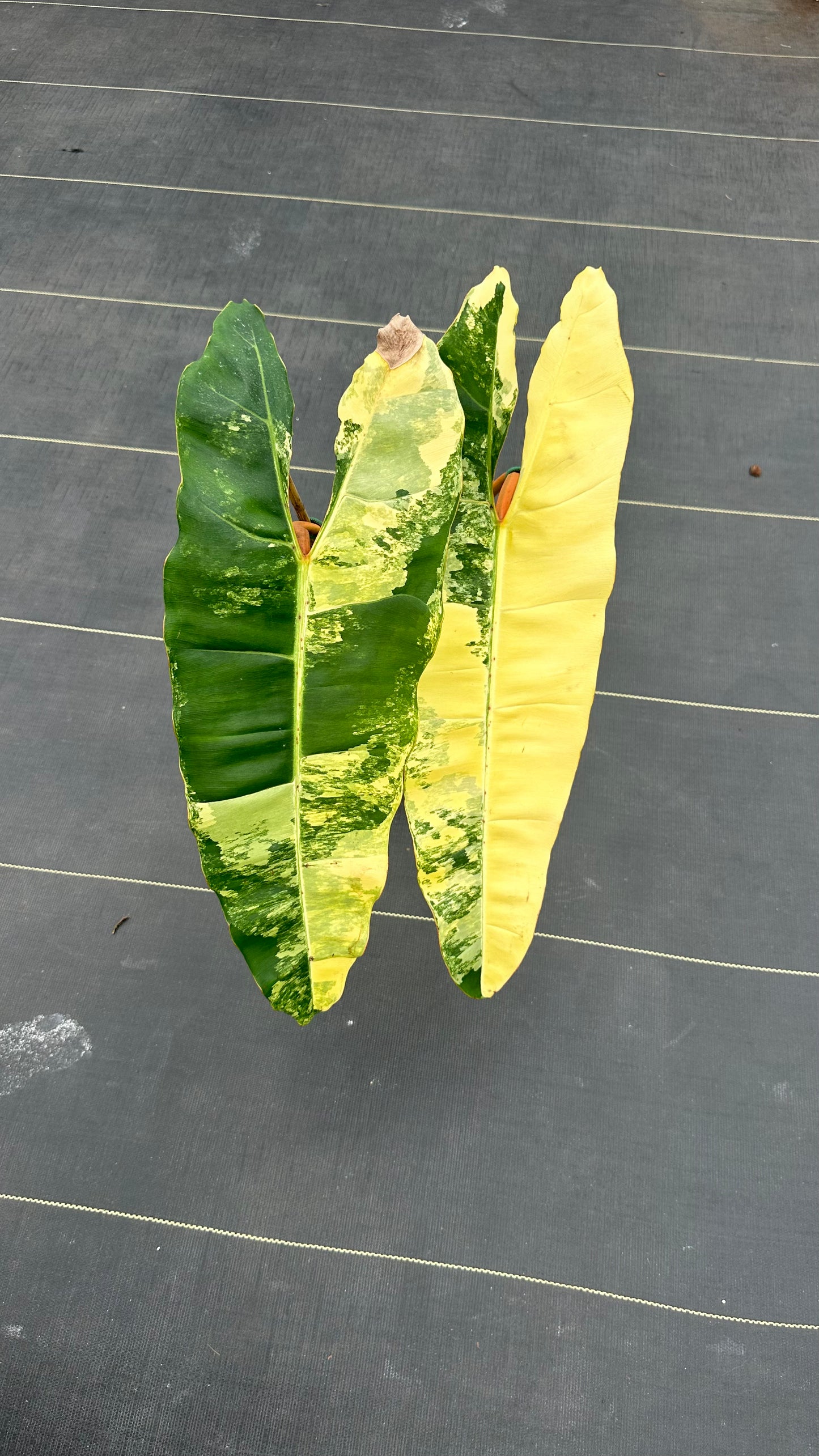 Philodendron Billitae variegated