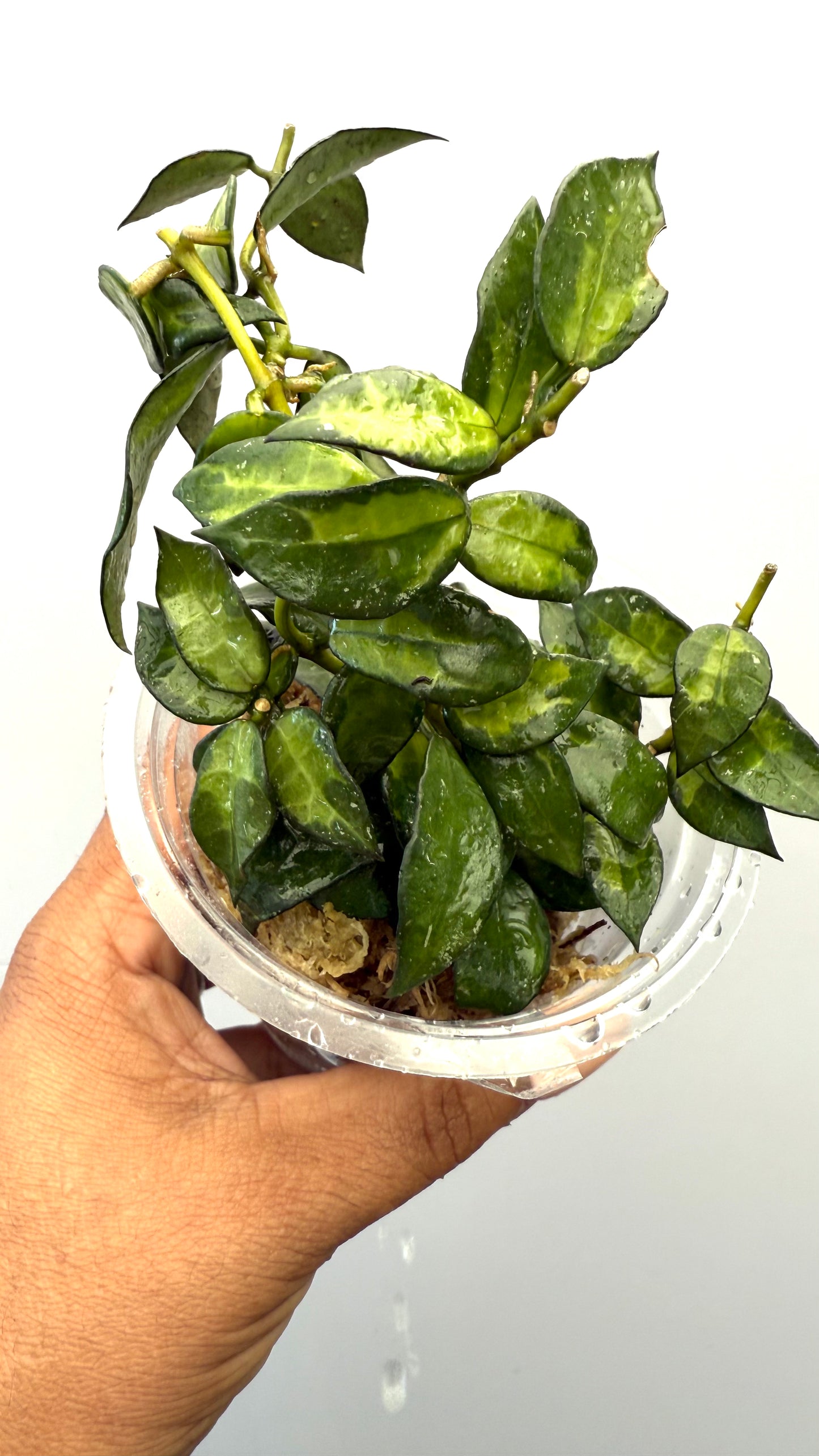 Hoya Lacunosa Golden Flame