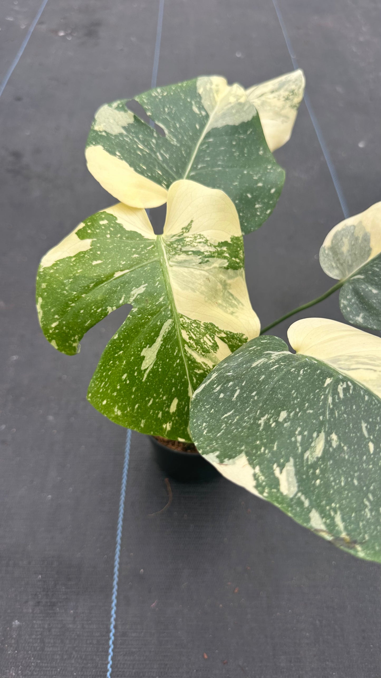 Monstera Thai Con Creme Brulee