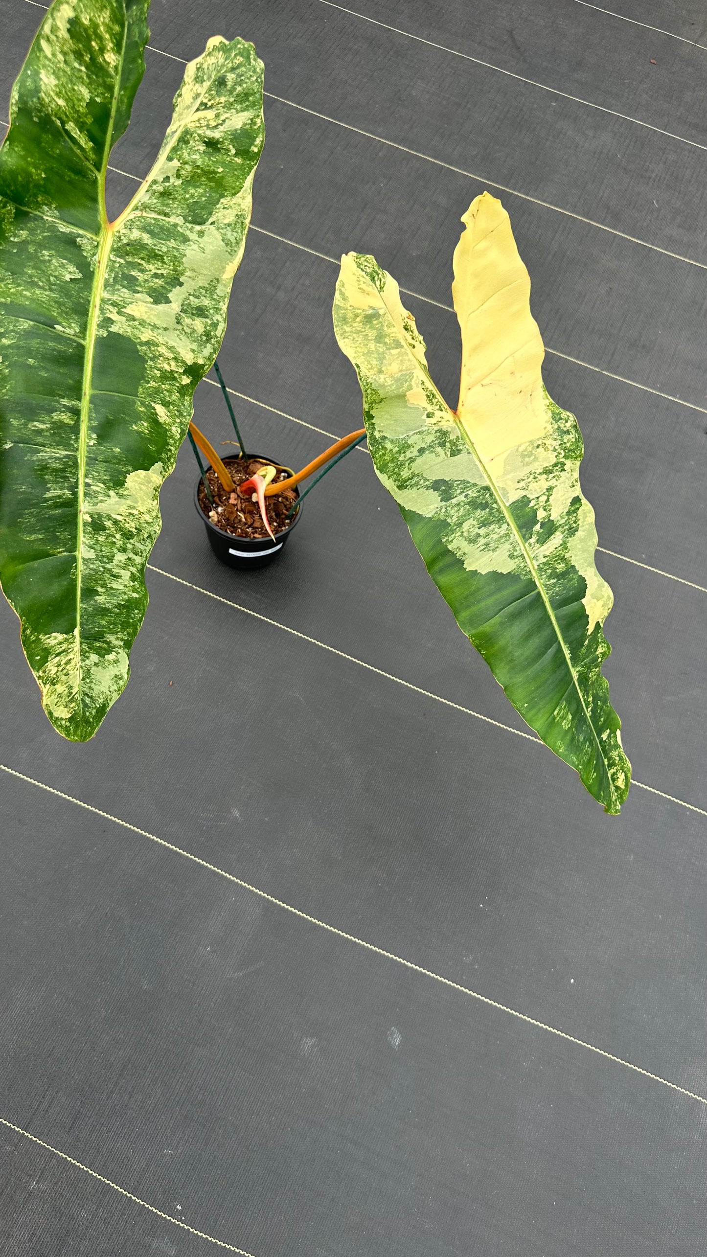 Philodendron Billitae variegated