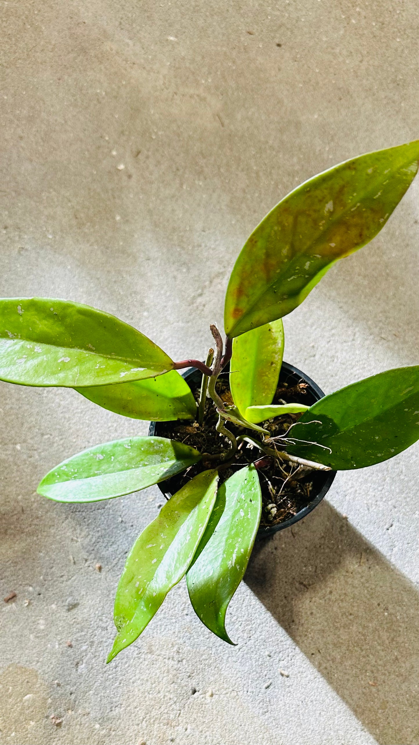 Hoya Pubycalix Splash