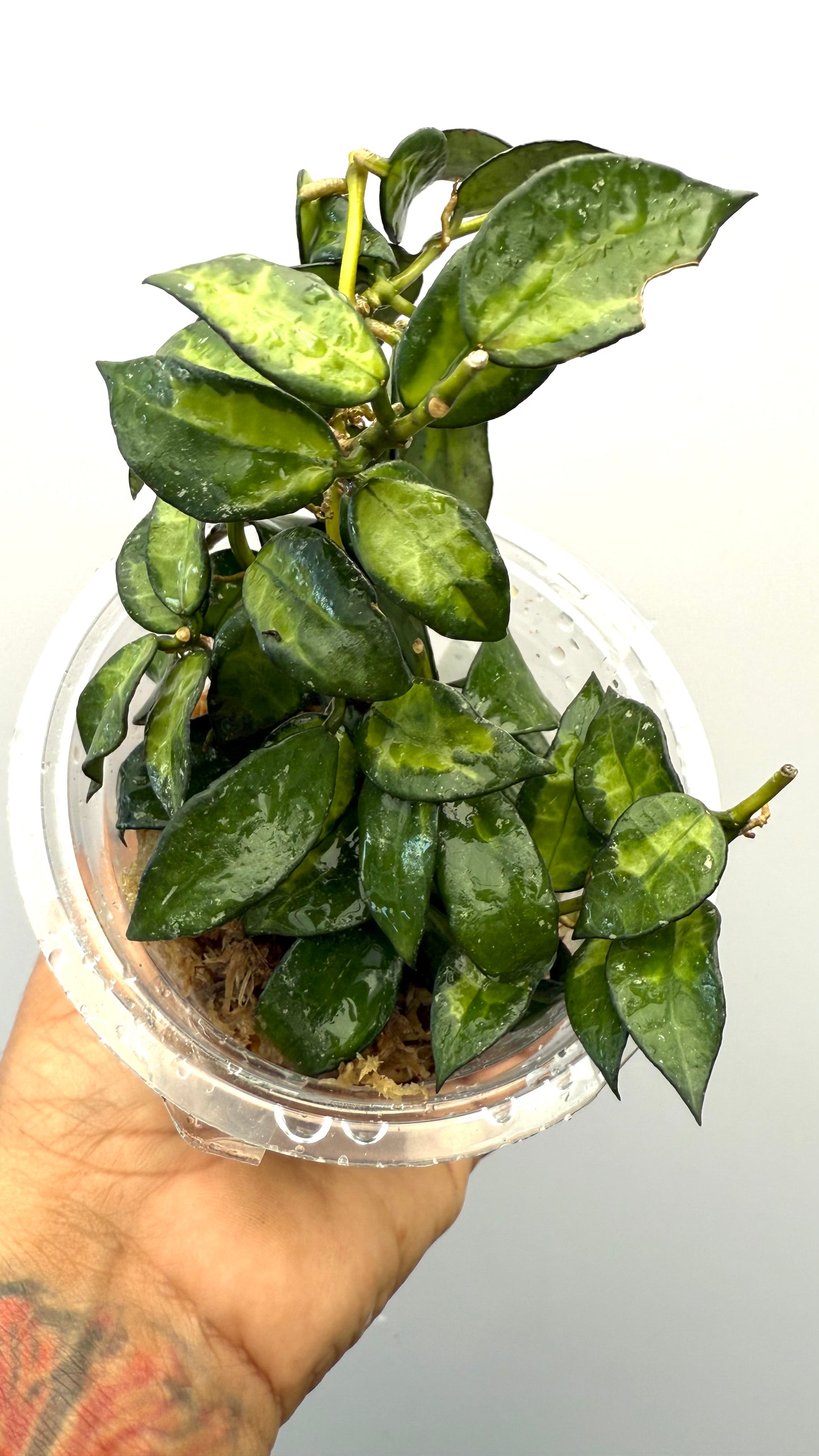 Hoya Lacunosa Golden Flame