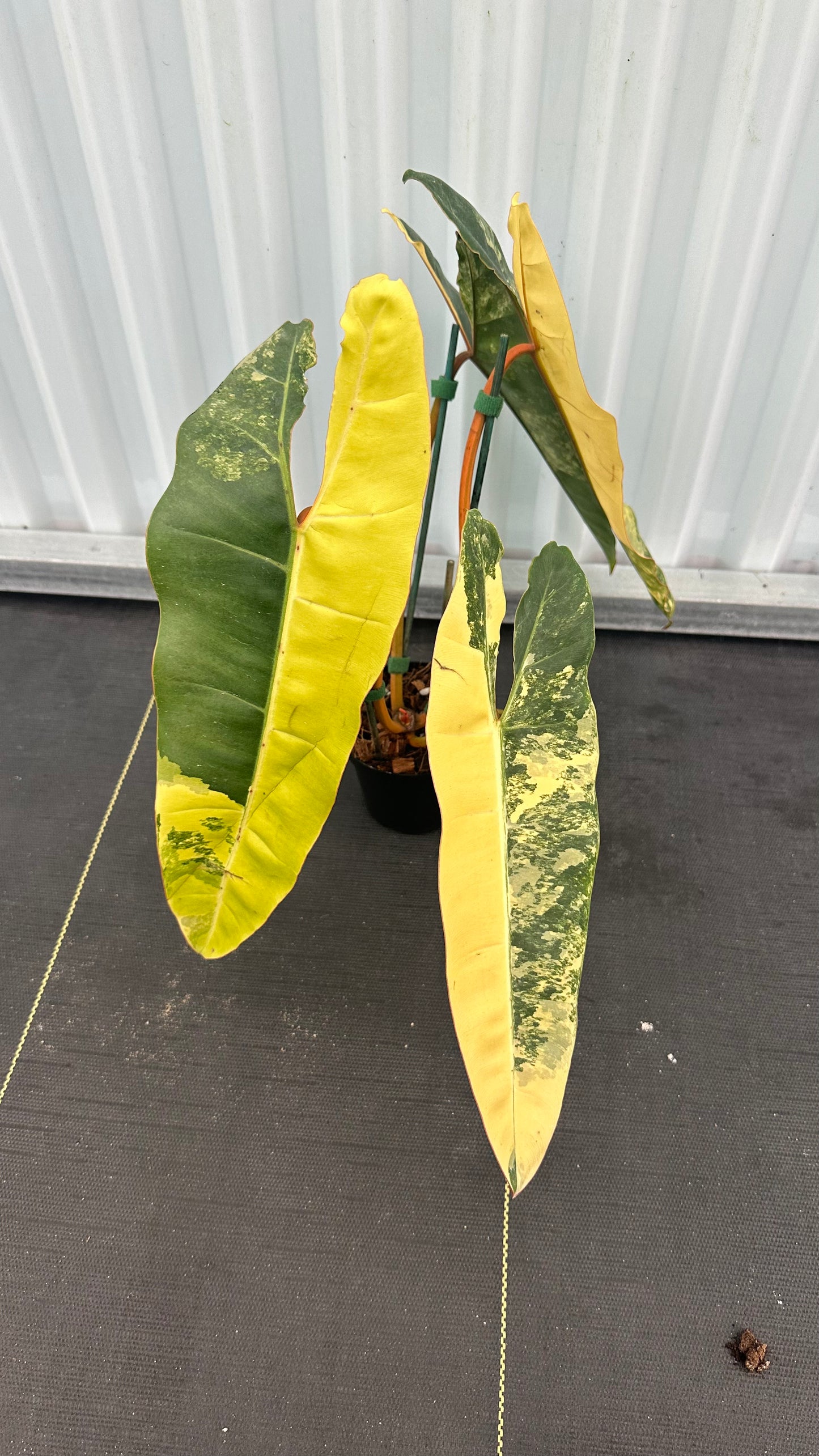Philodendron Billitae Variegated