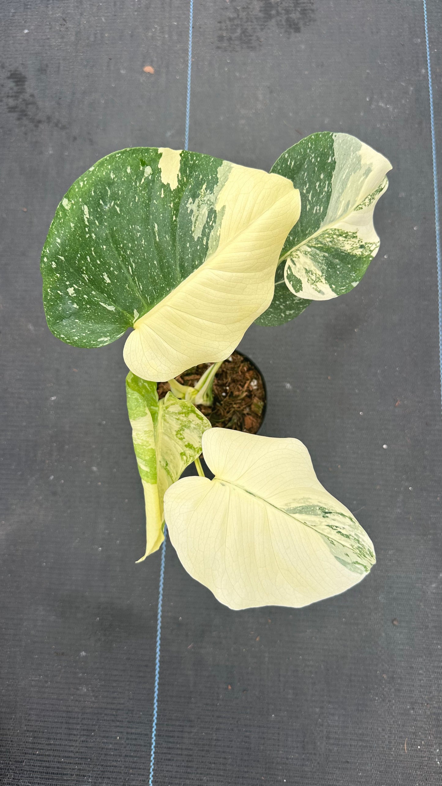 Monstera Thai Con Creme Brulee