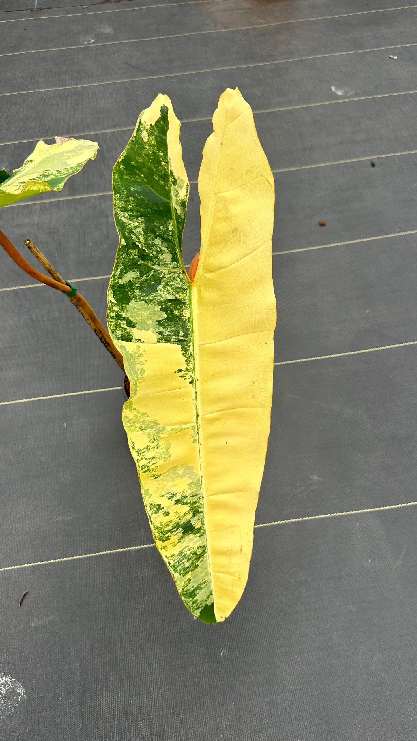 Philodendron Billitae variegated