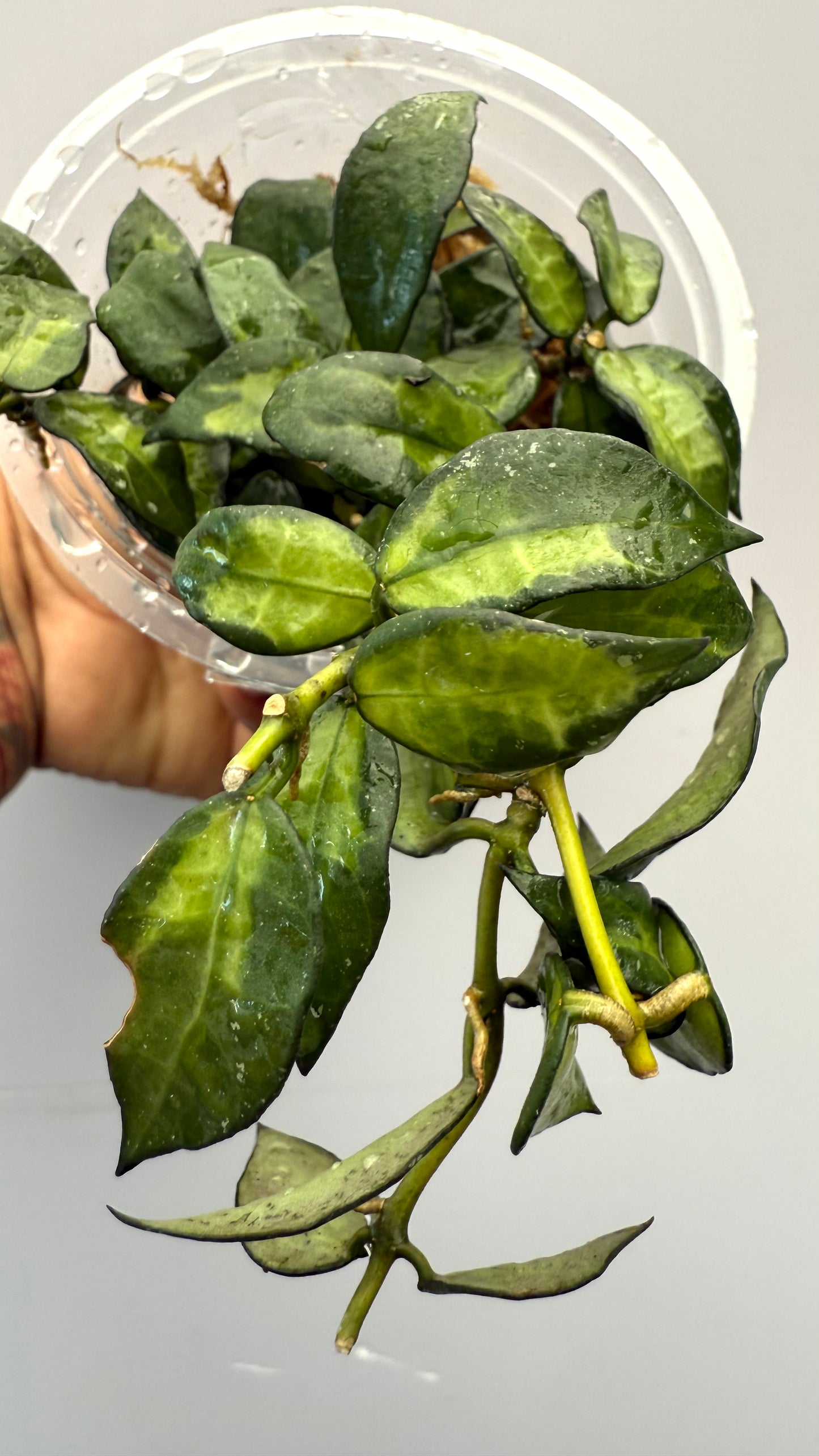 Hoya Lacunosa Golden Flame