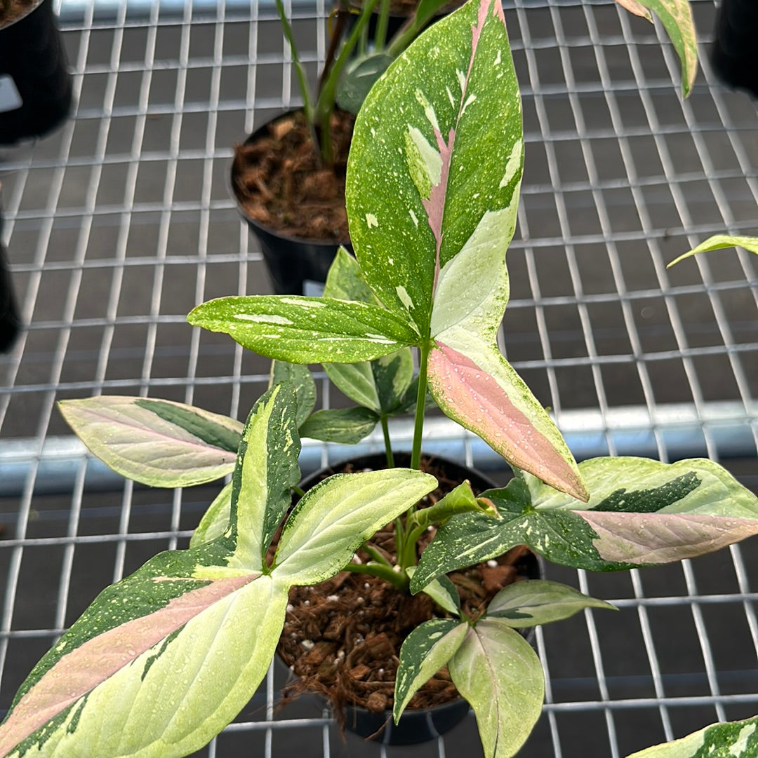 Syngonium Tricolor