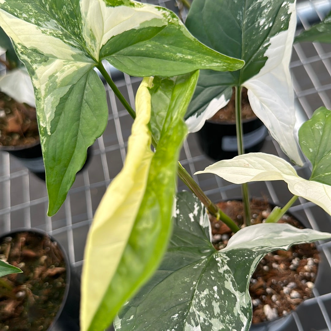 Syngonium Albo