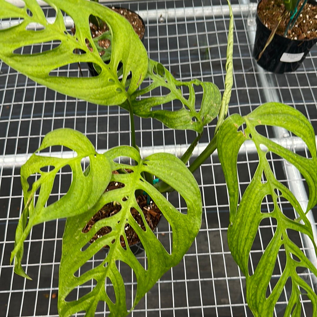 Monstera Esqueleto