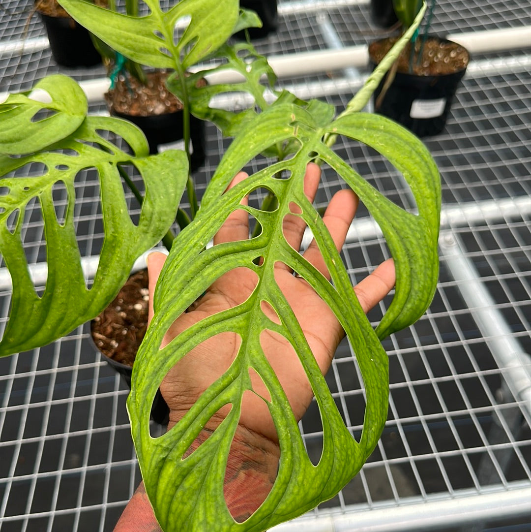 Monstera Esqueleto