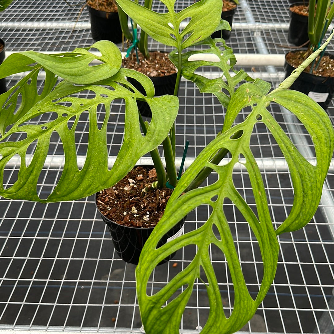 Monstera Esqueleto