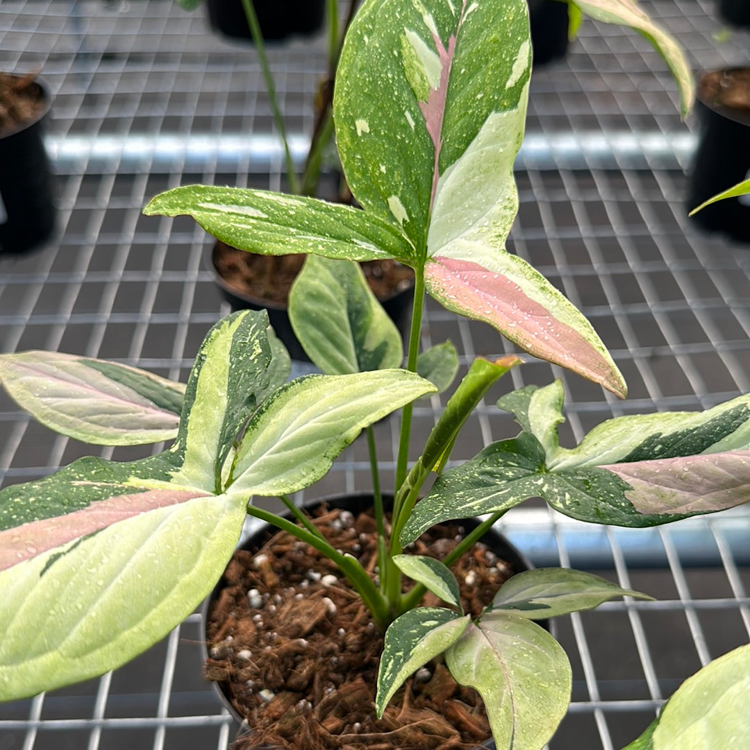 Syngonium Tricolor