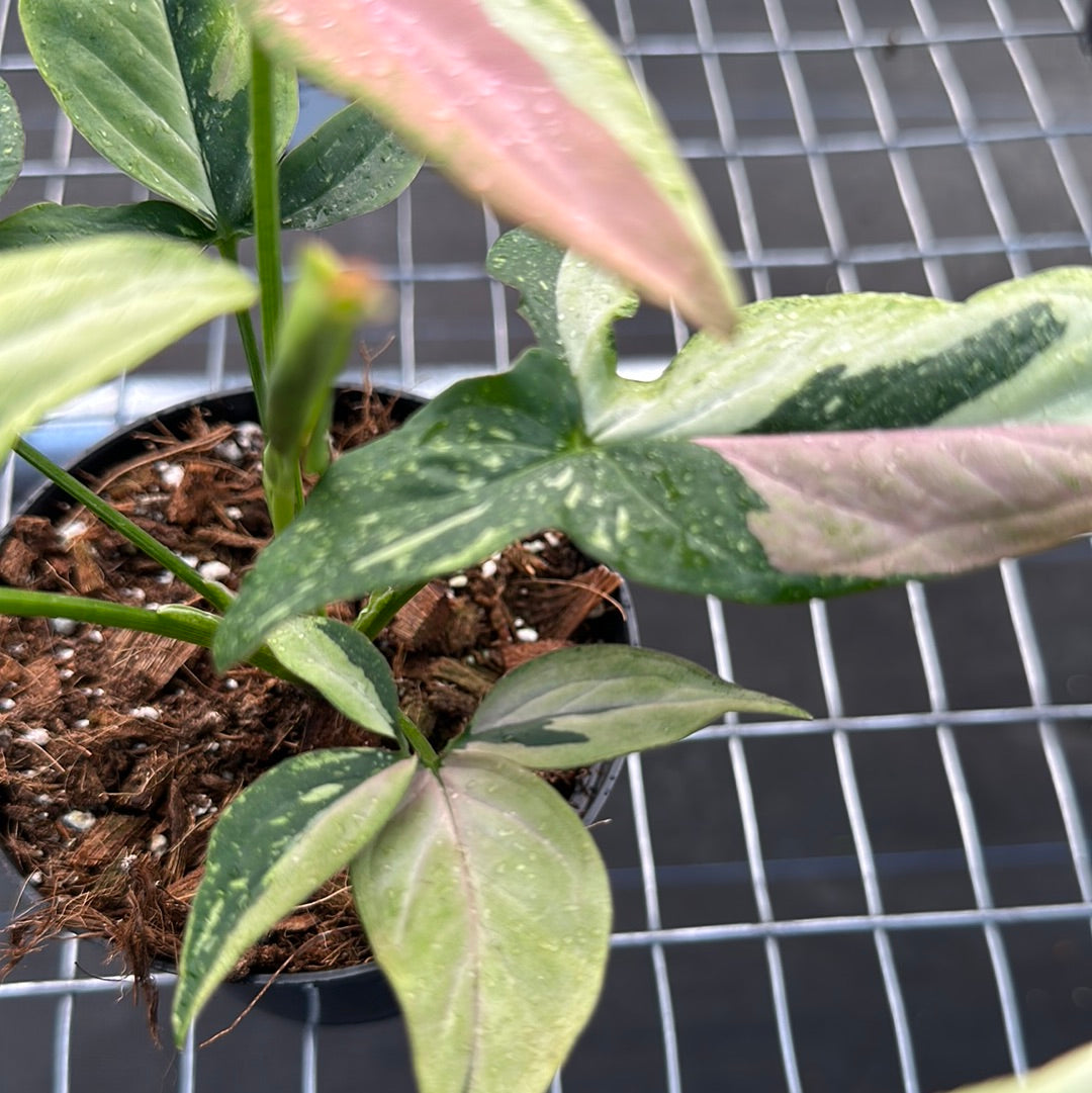 Syngonium Tricolor