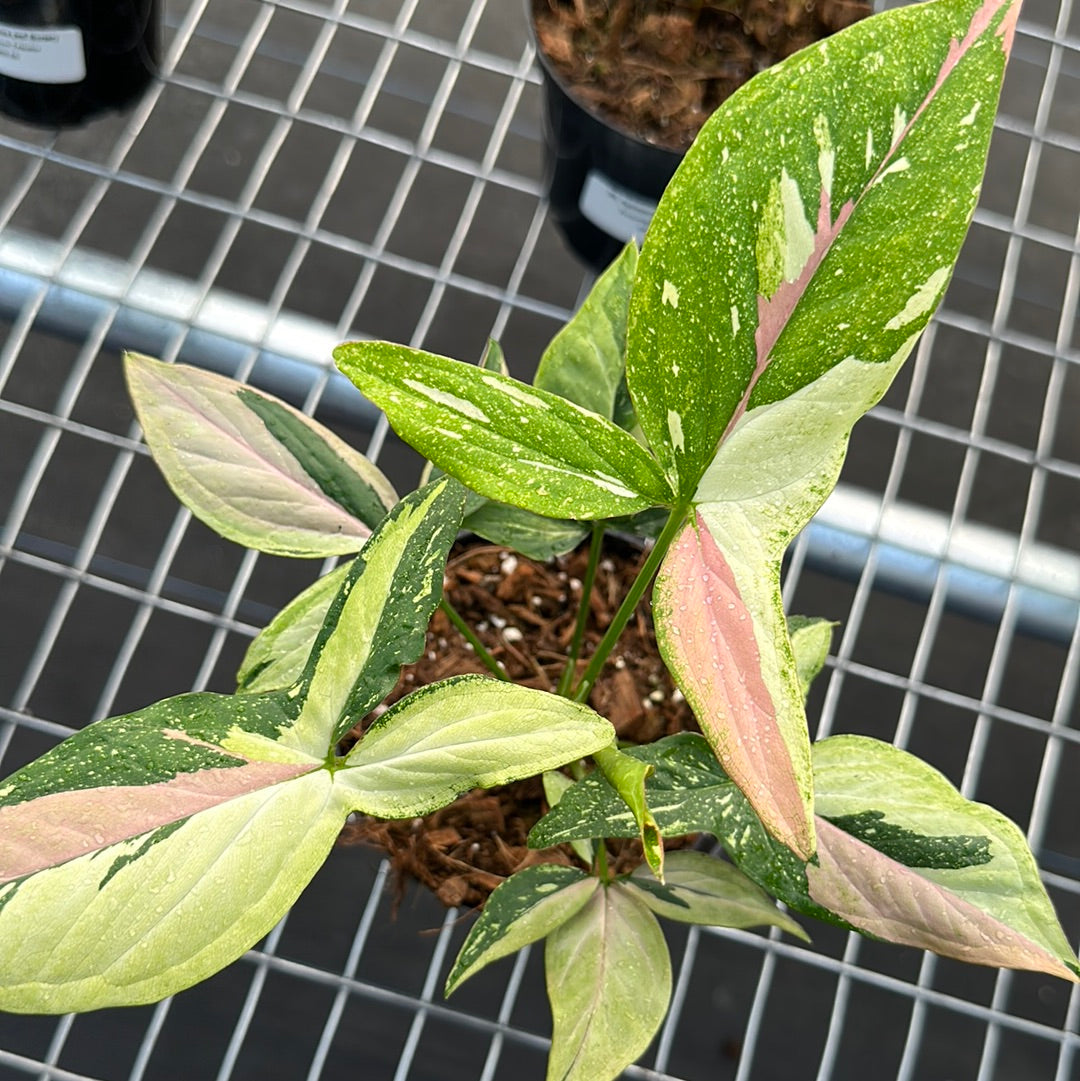 Syngonium Tricolor