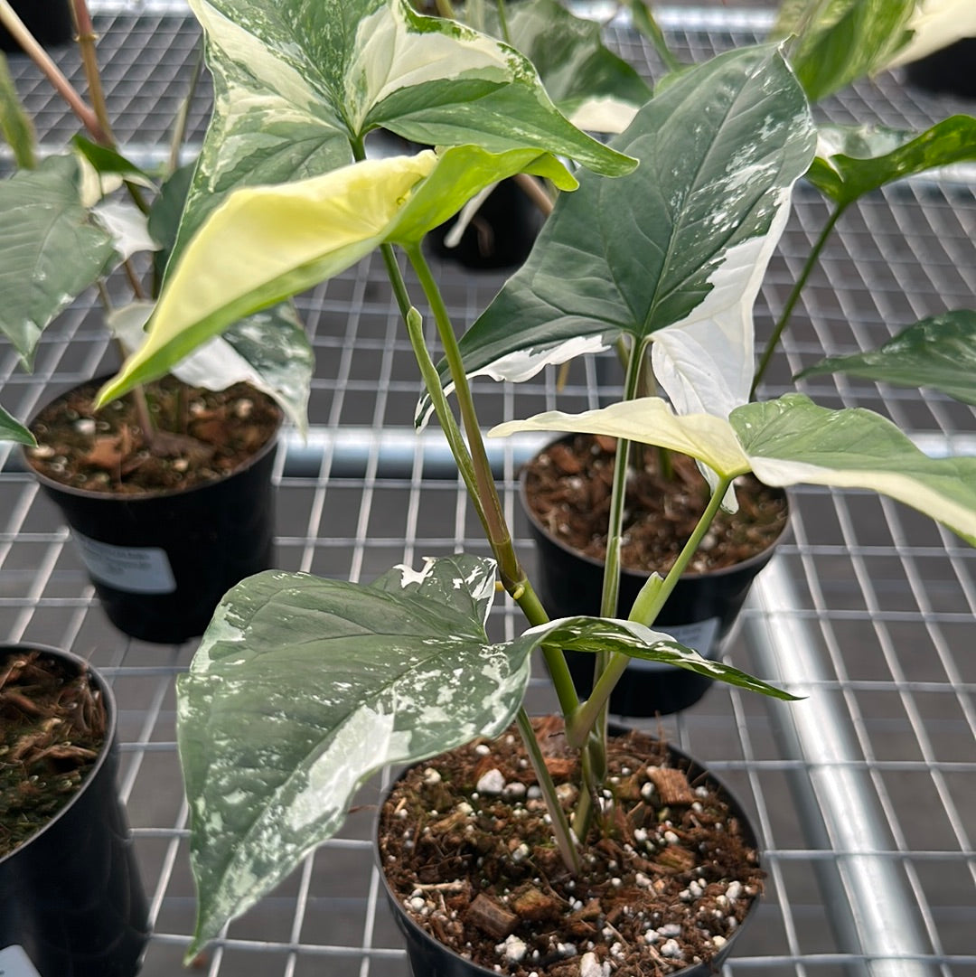 Syngonium Albo
