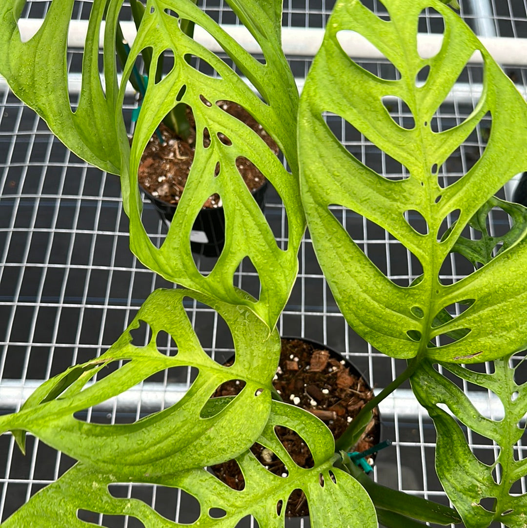 Monstera Esqueleto