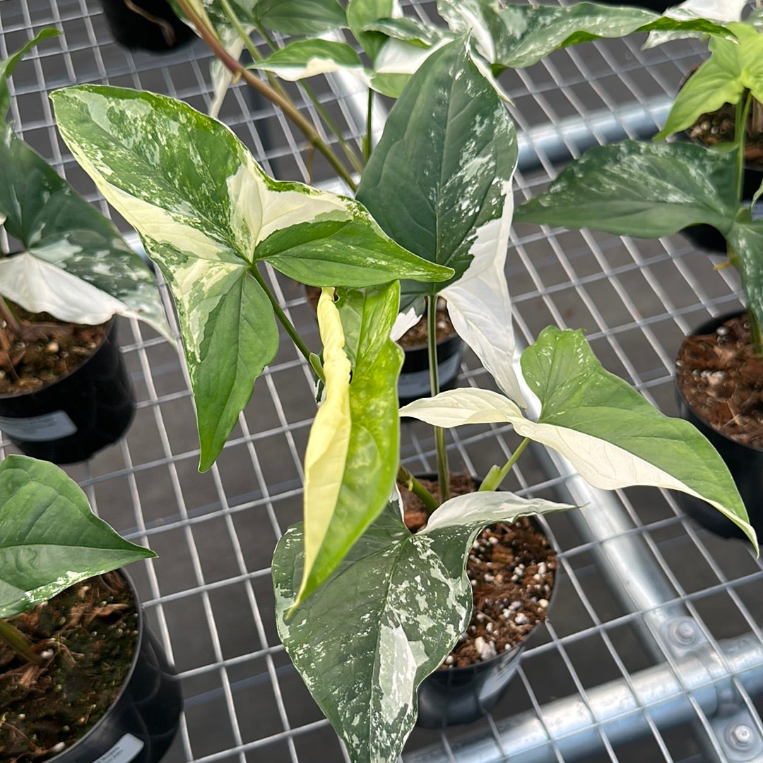 Syngonium Albo