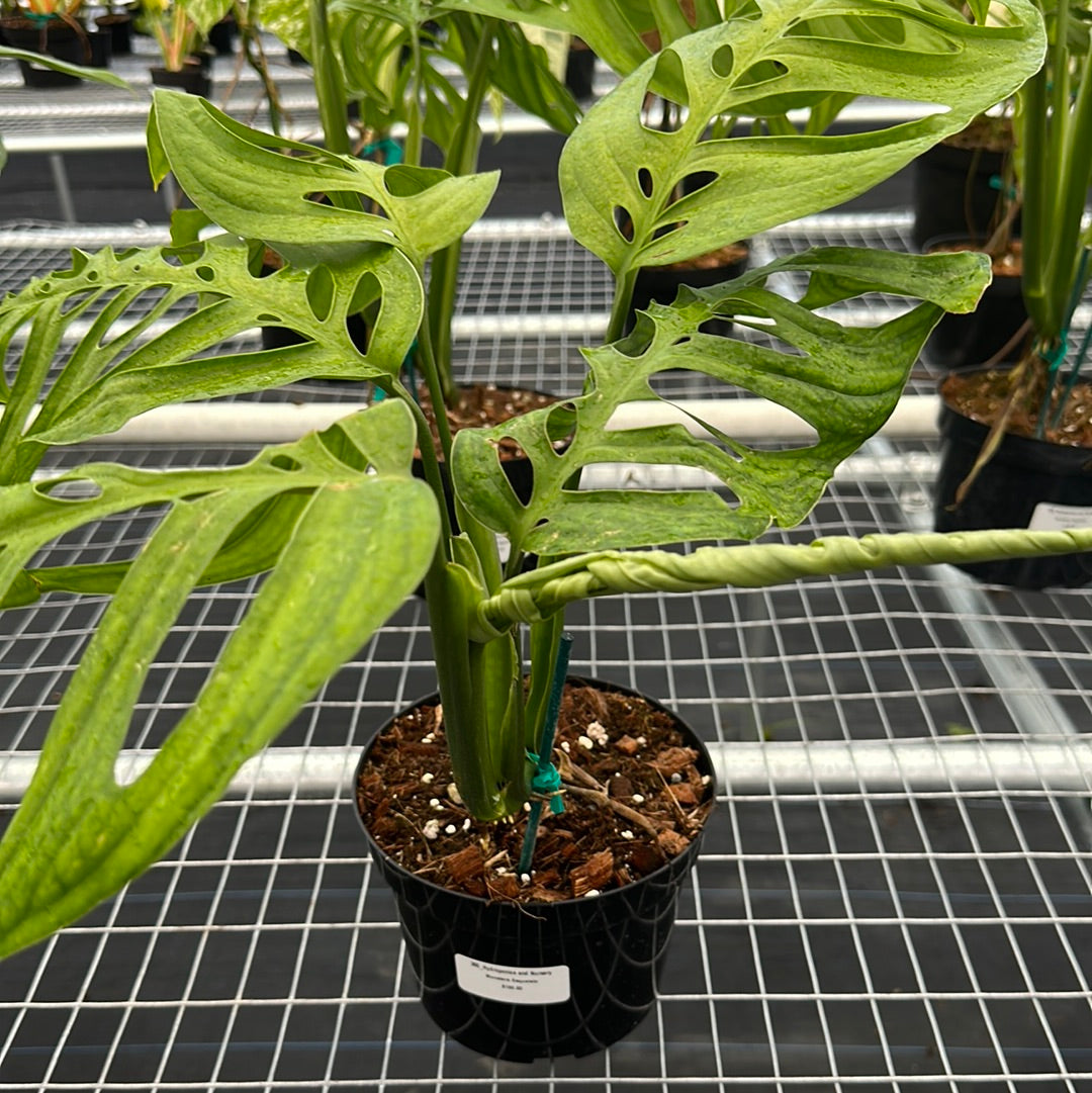 Monstera Esqueleto