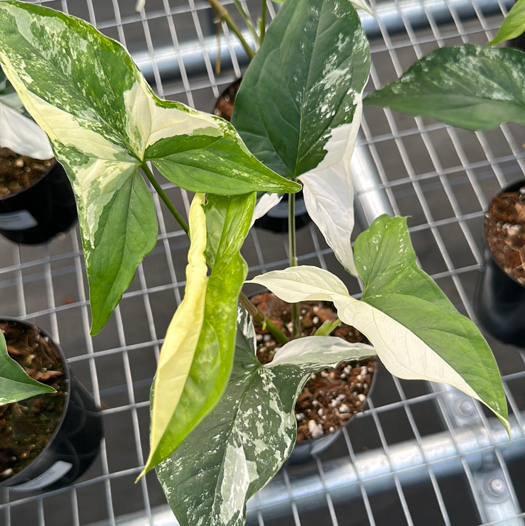 Syngonium Albo